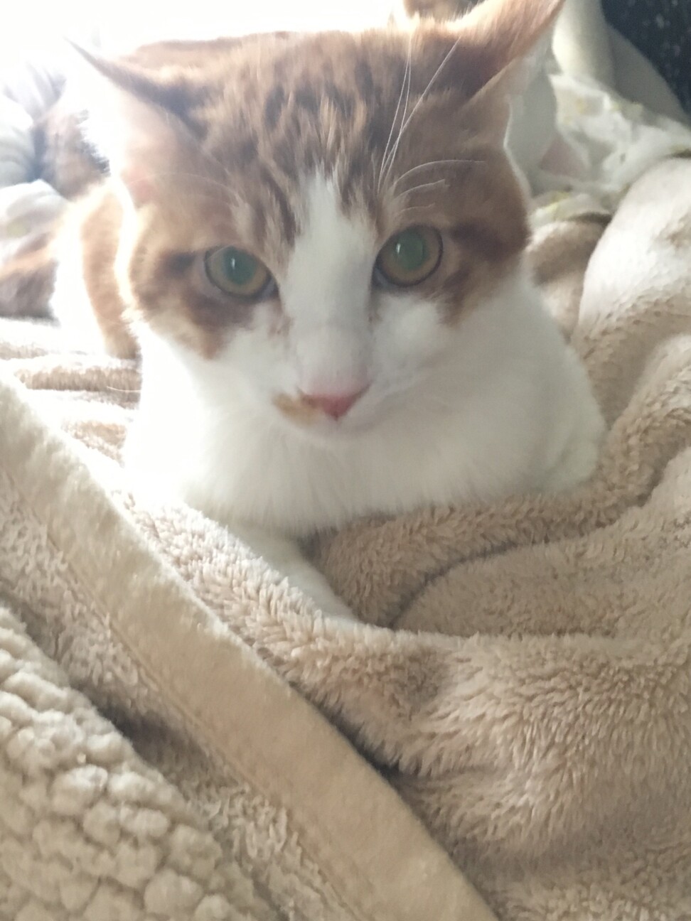 天真爛漫 ナデナデボーイ 東京都 猫の里親募集 ペットのおうち 月間利用者150万人