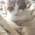 天真爛漫・ナデナデボーイたいやきどん