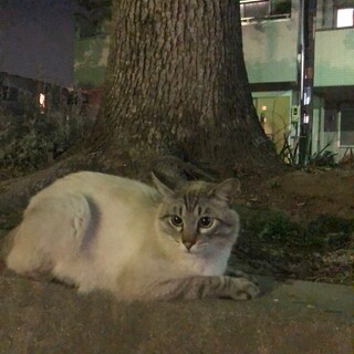 美男子くん