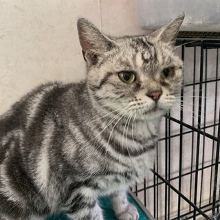 アメショー♀3歳