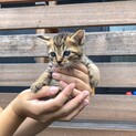 生後約４週　茶色みの強いトラ猫ちゃん