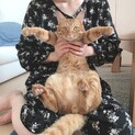 茶トラの里親募集