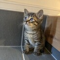 生後約４週　手のひらサイズのもこもこキジトラちゃん