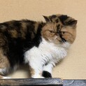 エキゾチックショートヘヤー(ブサカワ)大人しい子