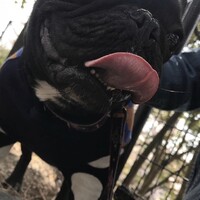 シェフ