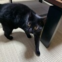 ボンベイ　黒猫のジジ