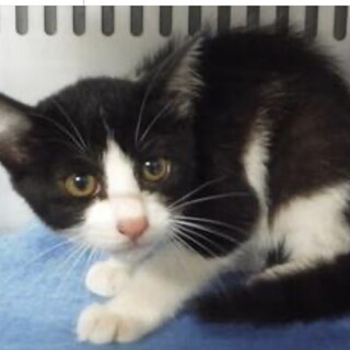 里親様に迎えられました。