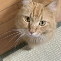 メインクーンmix 親子です。
