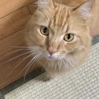 メインクーンmix 親子です。