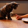 毛長ゴージャスなさび猫ちゃん サムネイル6
