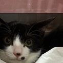 人馴れしたよっちゃん