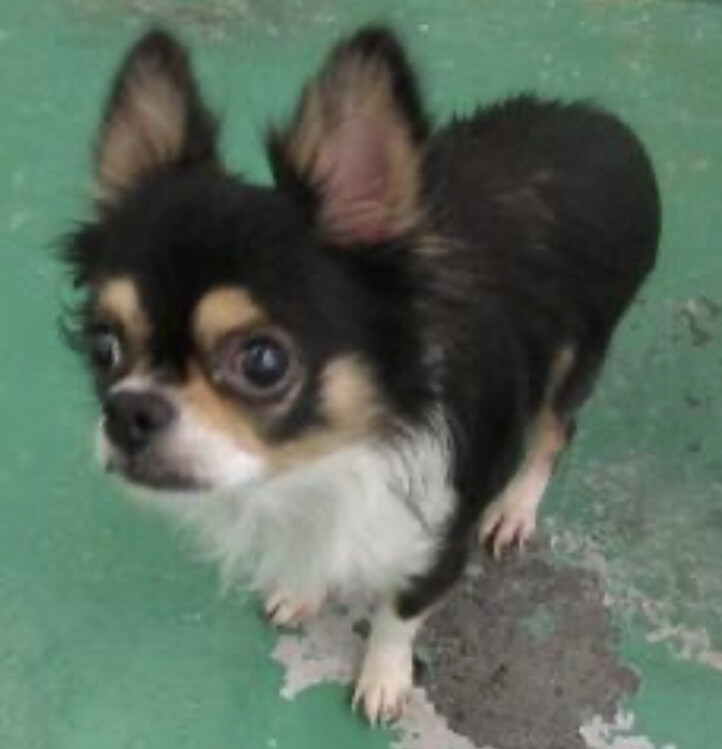 センターにて譲渡されまし 山口県 犬の里親募集 ペットのおうち 月間利用者150万人