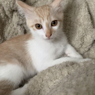 甘えんぼでよくおしゃべりする4兄弟の茶シロくん
