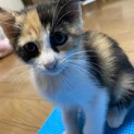 三毛猫のじゃすみん
