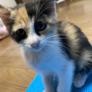 三毛猫のじゃすみん
