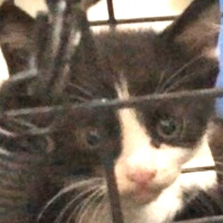 尻尾クルクルはちわれちゃん