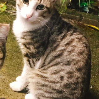 黒白ミックスの子猫　里親募集中