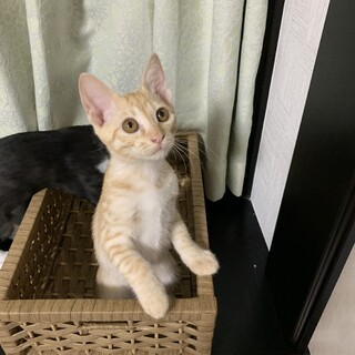 ((もちりこ様))すくすく成長元気なカールくん
