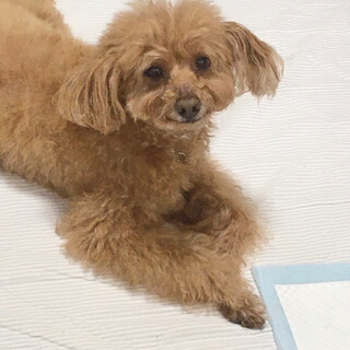 ルートくんトライアル決定