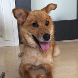 天真爛漫な女の子「ひな」