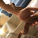 コーンスネーク　4歳　性別不明