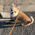 血統書付きの1歳のオスのチワワ