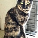 サビ猫のナディ♀目ヂカラばっちり