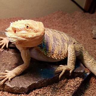 フトアゴヒゲトカゲ