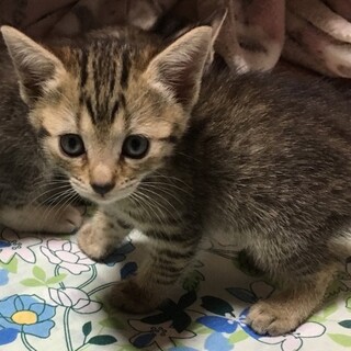 キジトラ♀　生後1ヶ月