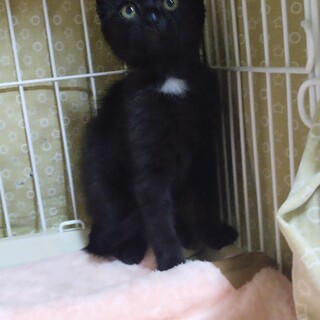 人懐っこい子猫