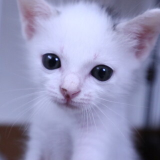 慎重派のお膝猫 トアくん