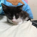 ハチワレオスの鍵しっぽ