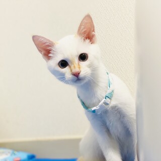 めーめー君【3ヶ月半】京都府