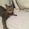 控えめだけど実は面白キジトラ大河