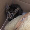 子猫