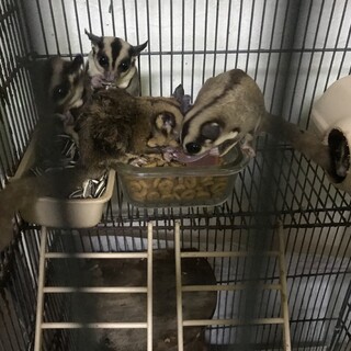 フクロモモンガ家族の里親募集