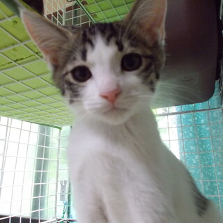 ダッツ君正式譲渡決定