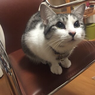 人懐っこい猫推定2、3歳