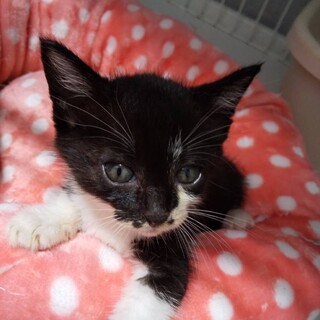 段ボール遺棄、ふわもここねこ♀