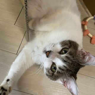 撫で撫で大好き猫 推定9歳