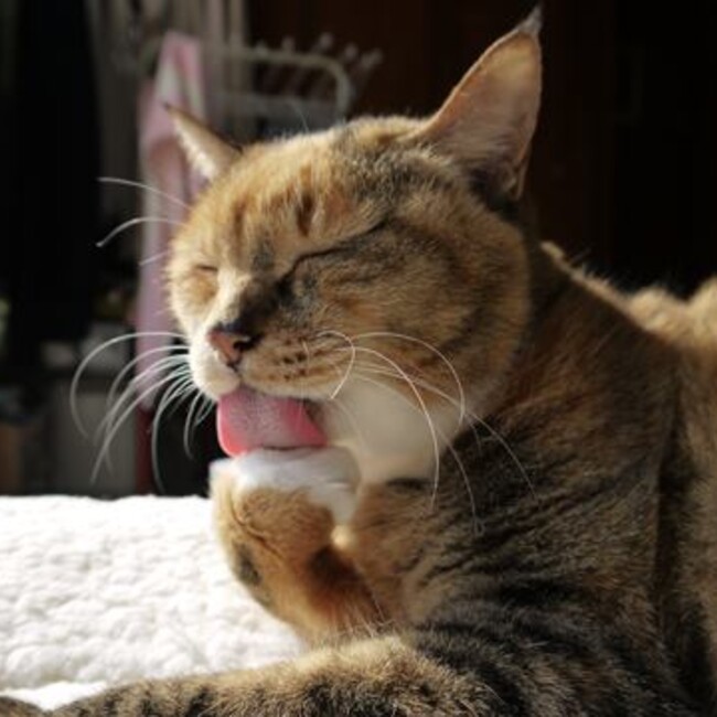 にゃんまるエビコのカバー写真