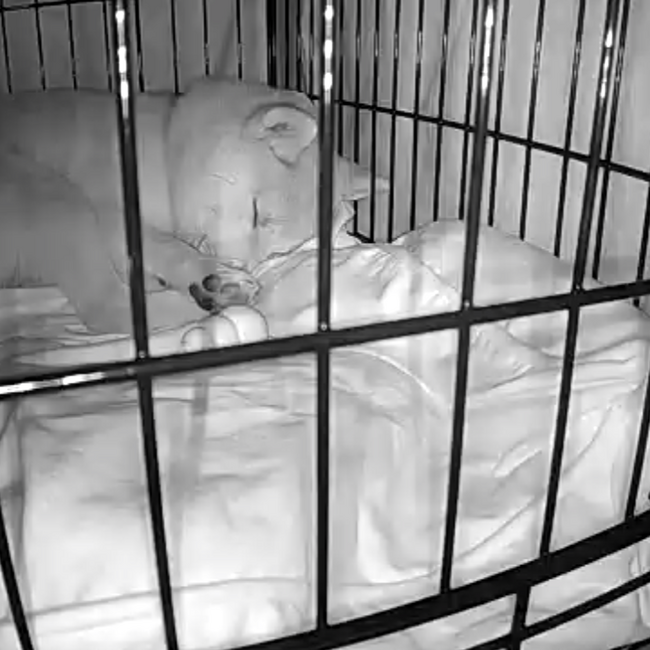 下町ママのカバー写真