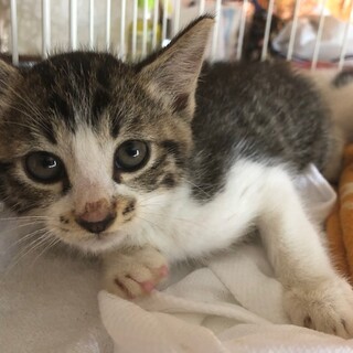 少しびびりなすりごまくん♪