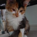 ザ三毛猫。おてんば娘のベル、里親さま決定です