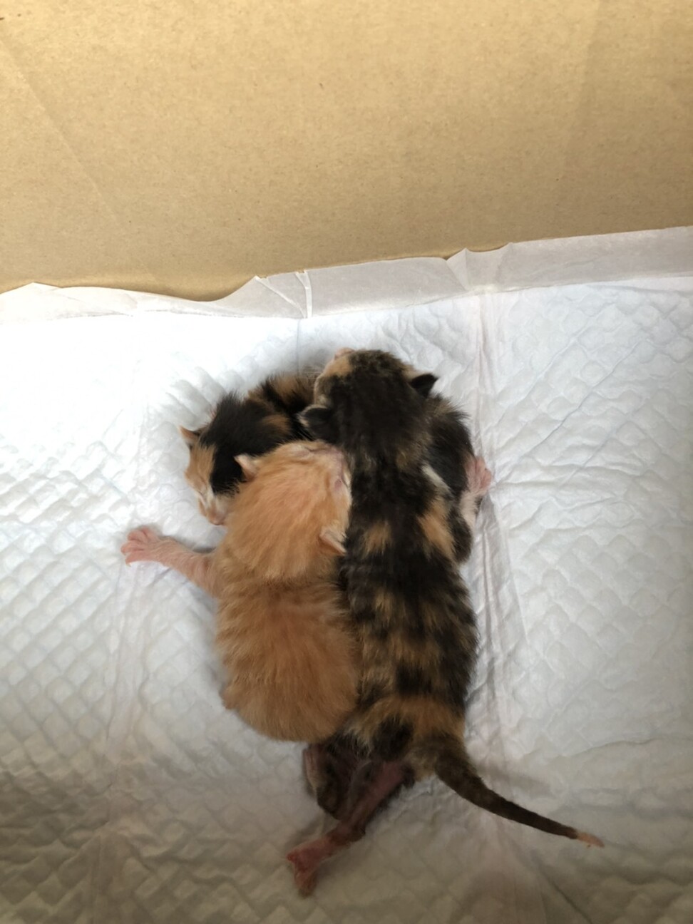 ザ三毛猫。おてんば娘のベ...」兵庫県 - 猫の里親募集(323823) 4枚目の 