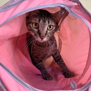 くりきんとんのくりちゃん、里親さま決定です