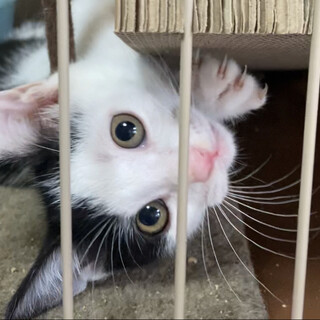 尻尾の先が白くて筆みたいです