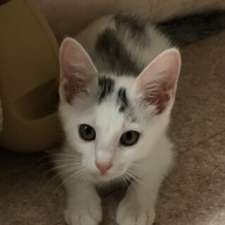 大津町陣内シロクロ3ヶ月♂