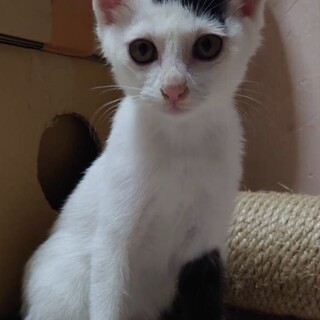 菊池市路上　シロクロ3ヶ月♂