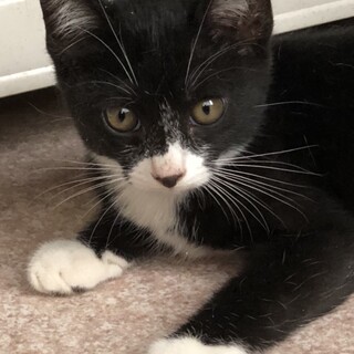 トライアル中♪シロクロタキシード3ヶ月♂